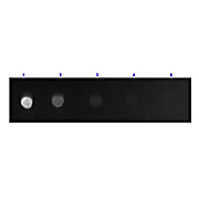 F(ab')2 Anti-MOUSE IgG F(c) (GOAT) Antibody Fluorescein Conjugated Min X Bv Hs & Hu Serum Proteins, 1mg, Lyophilized
