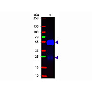 Fab Anti-RABBIT IgG (H&L) (GOAT) Antibody Fluorescein Conjugated, 1mg, Lyophilized