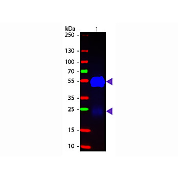 Fab Anti-RABBIT IgG (H&L) (GOAT) Antibody Fluorescein Conjugated, 1mg, Lyophilized