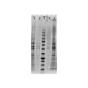Mouse Pancreas, adult, Whole Cell Lysate, 500µg, Liquid (sterile filtered)