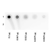 BIOTIN GLUCOSE OXIDASE Conjugated, 5mg, Lyophilized