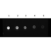 F(ab')2 Anti-HUMAN IgG (H&L) (GOAT) Antibody Fluorescein Conjugated Min X Bv Hs Ms & Rt Serum Proteins, 1mg, Lyophilized