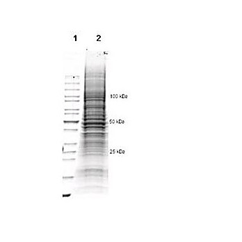 CHO/K1 Whole Cell Lysate 500µg