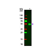 F(ab')2 Anti-RABBIT IgG [H&L] (DONKEY) Antibody Rhodamine Conjugated Min X Bv Ch Gt GP Ham Hs Hu Ms Rt & Sh Serum Proteins, 500µL, Lyophilized
