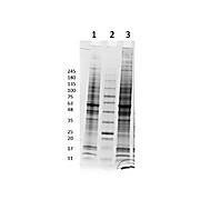 PANC-1 Whole Cell Lysate, 500µg, Liquid (sterile filtered)