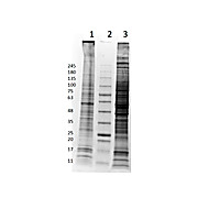 A-172 Whole Cell Lysate, 500µg, Liquid (sterile filtered)