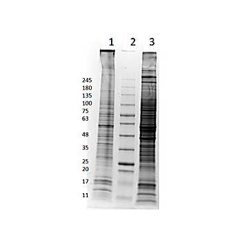 A-172 Whole Cell Lysate, 500µg, Liquid (sterile filtered)