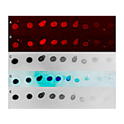 TMB MEMBRANE PEROXIDASE SUBSTRATE. READY-TO-USE, 100mL, Liquid - clear