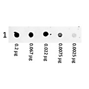 F(ab')2 Anti-MOUSE IgG (H&L) (GOAT) Antibody Phycoerythrin conjugated Min X Bv, Ham, Hs, Hu Rb, Rt, & Sh Serum Proteins, 500µg, Lyophilized