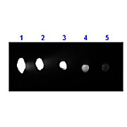 F(ab')2 Anti-HUMAN IgG (H&L) (GOAT) Antibody Phycoerythrin conjugated Min X Bv Hs Ms & Rt Serum Proteins, 500µg, Lyophilized