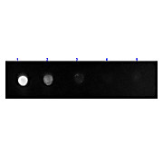 F(ab')2 Anti-RAT IgG F(c) (GOAT) Antibody Fluorescein Conjugated Min X Bv Hs & Hu Serum Proteins, 1mg, Lyophilized