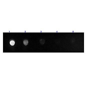 F(ab')2 Anti-RAT IgG F(c) (GOAT) Antibody Fluorescein Conjugated Min X Bv Hs & Hu Serum Proteins, 1mg, Lyophilized