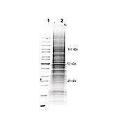 U-2OS Whole Cell Lysate, 500µg, Liquid (sterile filtered)
