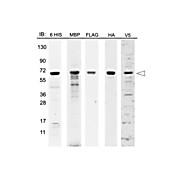 12 Epitope MBP Tag Protein Marker Lysate, 100µL, Liquid (in 1x Loading Buffer)