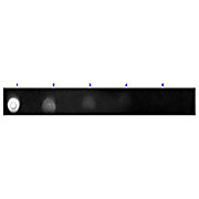 F(ab')2 Anti-HUMAN IgG (H&L) (GOAT) Antibody Texas Red™ Conjugated Min X Bv Hs Ms & Rt Serum Proteins, 1mg, Lyophilized