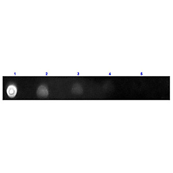 F(ab')2 Anti-HUMAN IgG (H&L) (GOAT) Antibody Texas Red™ Conjugated Min X Bv Hs Ms & Rt Serum Proteins, 1mg, Lyophilized