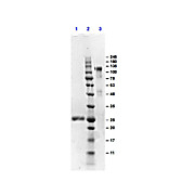 F(ab')2 Anti-MOUSE IgG (H&L) (GOAT) Antibody (Min X HUMAN Serum Proteins), 1mg, Liquid (sterile filtered)