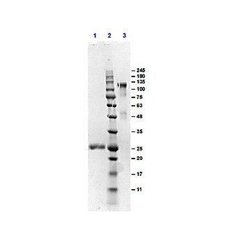 F(ab')2 Anti-MOUSE IgG (H&L) (GOAT) Antibody (Min X HUMAN Serum Proteins), 1mg, Liquid (sterile filtered)