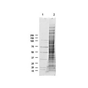 NIH/3T3 Whole Cell Lysate, 200µg, Liquid (sterile filtered)