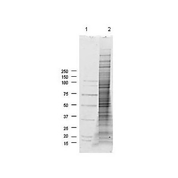 NIH/3T3 Whole Cell Lysate, 200µg, Liquid (sterile filtered)