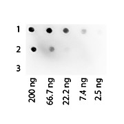 PROTEIN G PEROXIDASE Conjugated, 1mg, Lyophilized