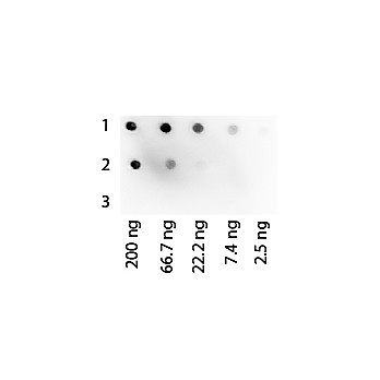 PROTEIN G PEROXIDASE Conjugated, 1mg, Lyophilized