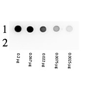 BIOTIN BETA GALACTOSIDASE Conjugated, 1mg, Liquid (sterile filtered)