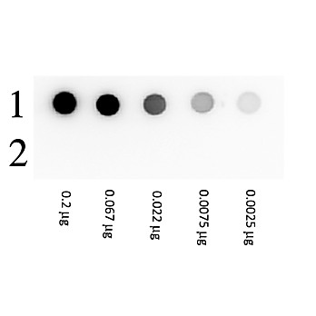 BIOTIN BETA GALACTOSIDASE Conjugated, 1mg, Liquid (sterile filtered)
