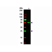 Fab Anti-SHEEP IgG (H&L) (RABBIT) Antibody Rhodamine Conjugated, 500µL, Lyophilized