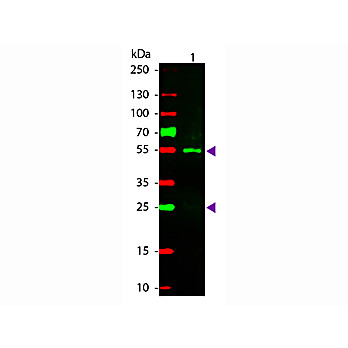 Fab Anti-SHEEP IgG (H&L) (RABBIT) Antibody Rhodamine Conjugated, 500µL, Lyophilized
