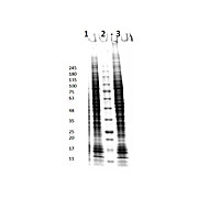 HCT-116 Whole Cell Lysate, 500µg, Liquid (sterile filtered)