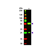 Anti-ARMENIAN HAMSTER IgG (H&L) (GOAT) Antibody Texas Red™ Conjugated, 1mg, Lyophilized
