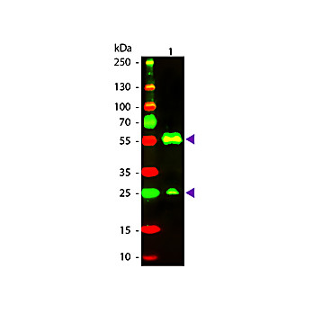 Anti-ARMENIAN HAMSTER IgG (H&L) (GOAT) Antibody Texas Red™ Conjugated, 1mg, Lyophilized