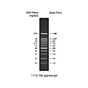 Diamond Ready-to-Use DNA Ladder 100-1500bp, 500µL, Liquid (in 1x Loading Buffer)
