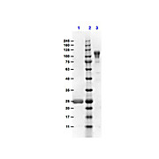 F(ab')2 Anti-MOUSE IgG F(c) (GOAT) Antibody Min X Bv Hs & Hu Serum Proteins, 1mg, Liquid (sterile filtered)