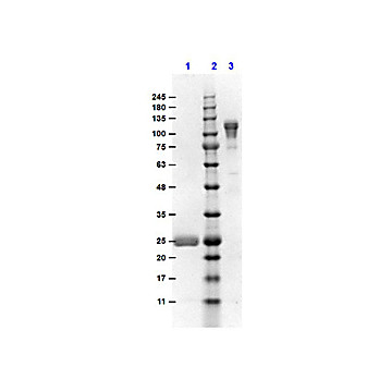 F(ab')2 Anti-MOUSE IgG F(c) (GOAT) Antibody Min X Bv Hs & Hu Serum Proteins, 1mg, Liquid (sterile filtered)