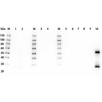 F(ab')2 Anti-MOUSE IgG (H&L) (GOAT) Antibody Peroxidase Conjugated Min X Bv Hs Hu Rb Rt & Sh Serum Proteins, 500µg, Lyophilized