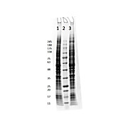 HT-1080 Whole Cell Lysate, 500µg, Liquid (sterile filtered)