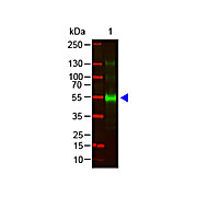 Anti-MONKEY IgG (gamma chain) (GOAT) Antibody DyLight™800 Conjugated, 100µg, Lyophilized