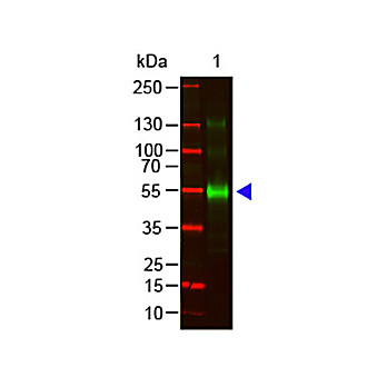Anti-MONKEY IgG (gamma chain) (GOAT) Antibody DyLight™800 Conjugated, 100µg, Lyophilized