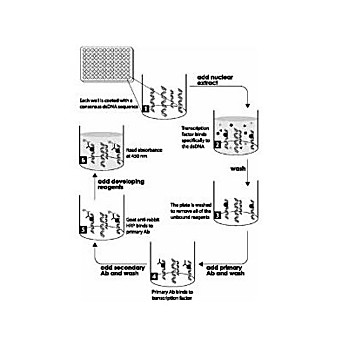 NFkB (P65) ELISA Kit, 1Kit