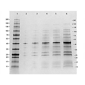 12 Epitope GST Tag Protein Marker Lysate, 100µL, Liquid (in 1x Loading Buffer)