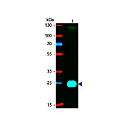 F(ab')2 Anti-MOUSE IgG F(ab')2 (GOAT) Antibody Phycoerythrin conjugated Min X Bv Hs & Hu Serum Proteins, 500µg, Lyophilized