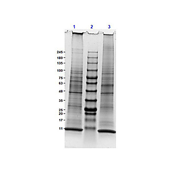 Mouse Spleen, adult, Whole Cell Lysate, 500µg, Liquid (sterile filtered)