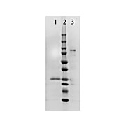 Fab Anti-RABBIT IgG (H&L) (GOAT) Antibody, 1mg, Liquid (sterile filtered)