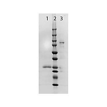 Fab Anti-RABBIT IgG (H&L) (GOAT) Antibody, 1mg, Liquid (sterile filtered)