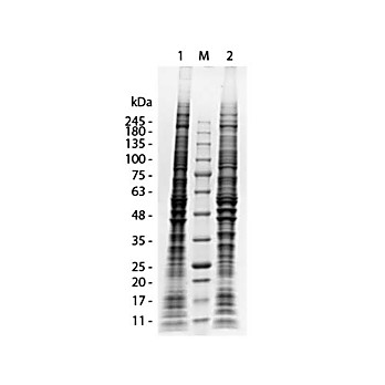 C2C12 Whole Cell Lysate, 500µg, Liquid (sterile filtered)