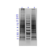 KG-1 Whole Cell Lysate, 500µg, Liquid (sterile filtered)