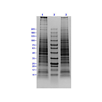 KG-1 Whole Cell Lysate, 500µg, Liquid (sterile filtered)
