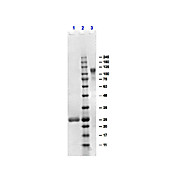 F(ab')2 Anti-HUMAN IgG F(ab')2 (GOAT) Antibody Min X Bv Hs Ms & Rt Serum Proteins, 1mg, Liquid (sterile filtered)